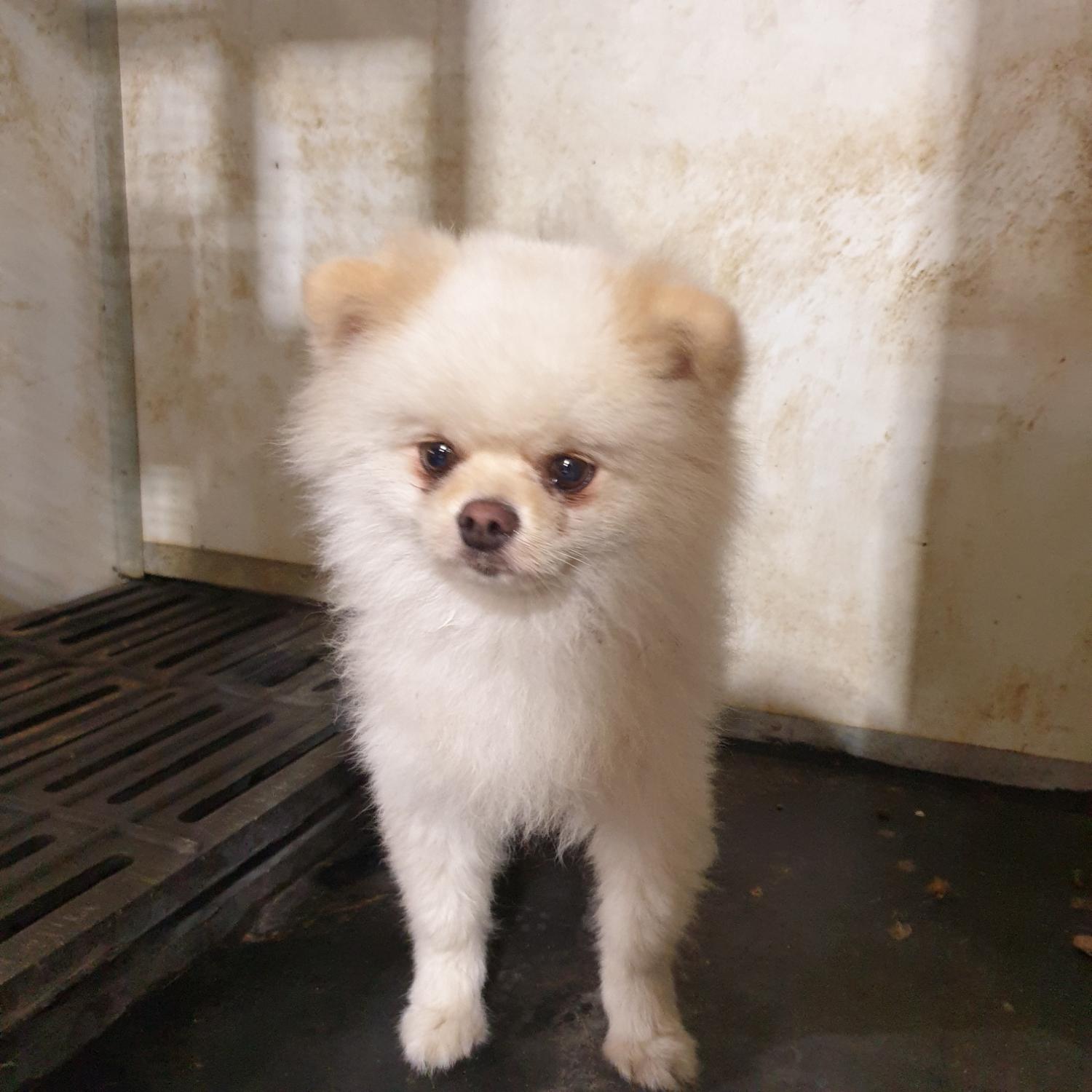 남양동물보호센터_441553202302058